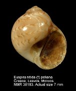 Euspira nitidae (f) poliana
